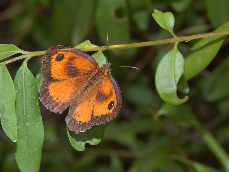 Pyronia tithonus - Si